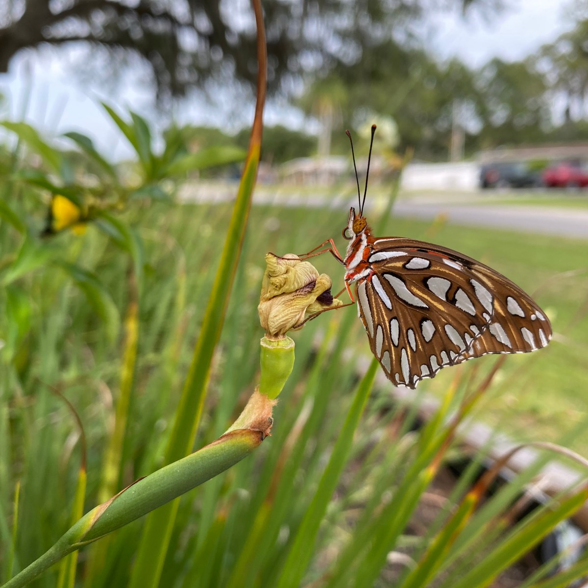 The Great Southeast Pollinator Census Needs&nbsp;You!